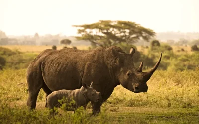 Another decrease reported in the Rhino population