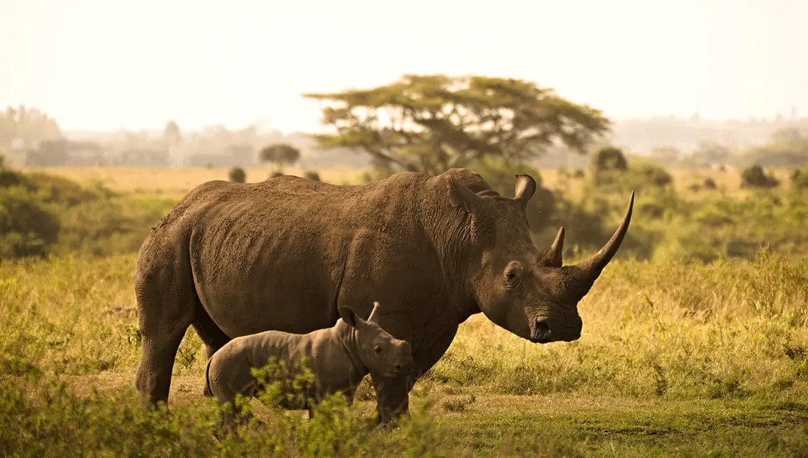 Another-decrease-reported-in-the-Rhino-population