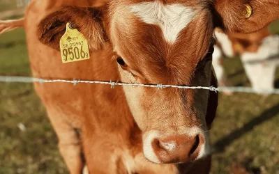 “Ban Live Exports” Goes Global