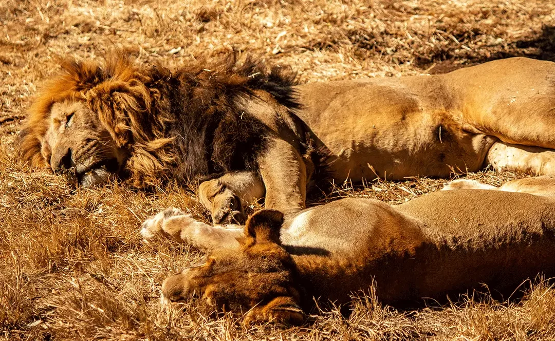 Cruelty Beyond Measure