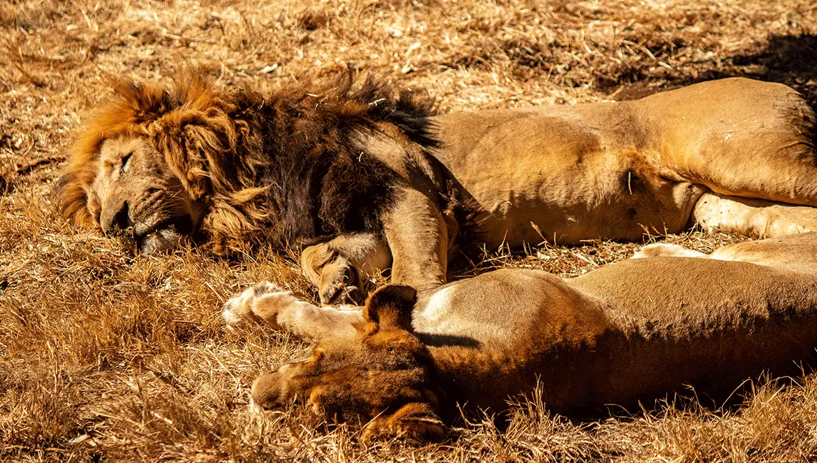 Cruelty Beyond Measure