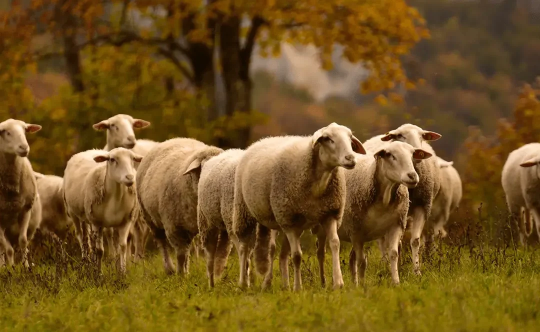 Becoming A Conscious Carnivore – Making Better Meat-Eating Decisions