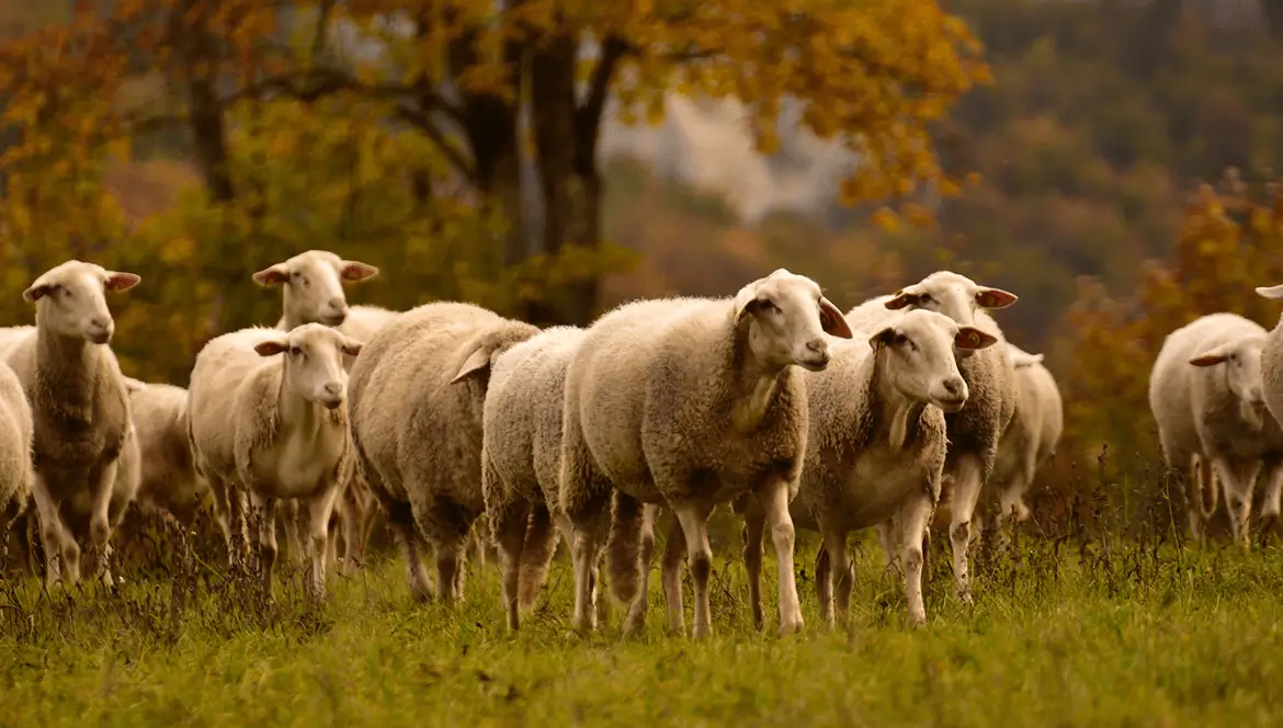 Making-Better-Meat-Eating-Decisions-1