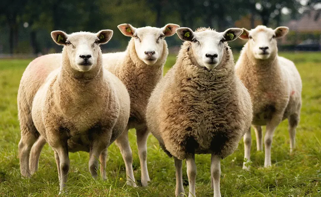 Middle East “Death Ship” Faces Flack