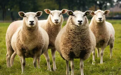 Middle East “Death Ship” Faces Flack