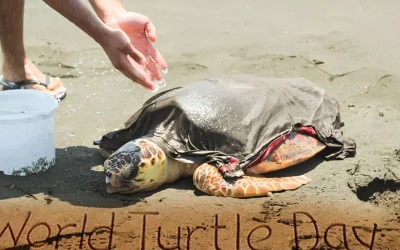 Reducing Single-Use Plastic In Honour Of World Turtle Day