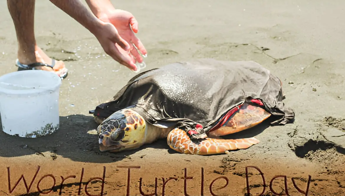 Reducing Single-Use Plastic In Honour Of World Turtle Day