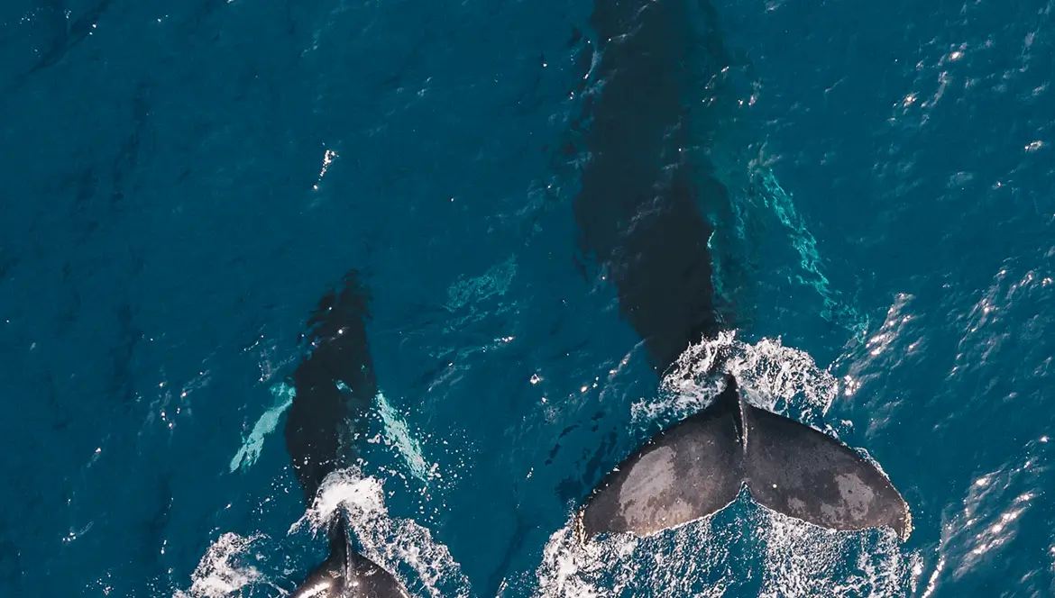 Set the Ocean Mammals Free