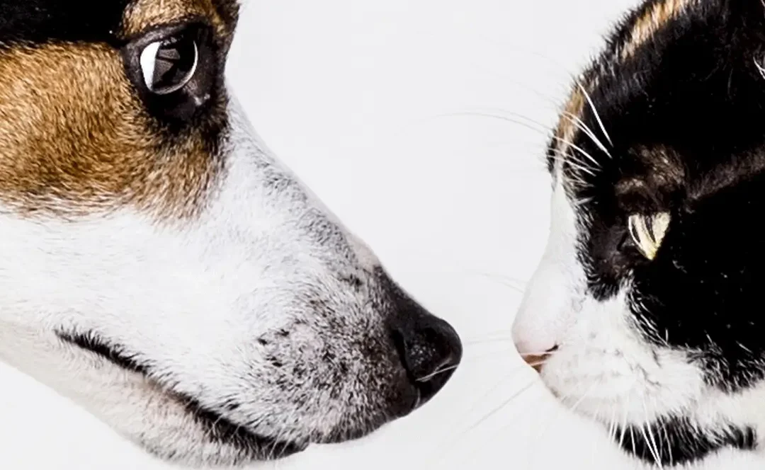 The Annual Atrocity That Is Yulin