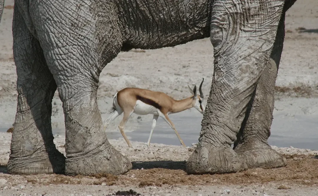 Where the Wild Things Are