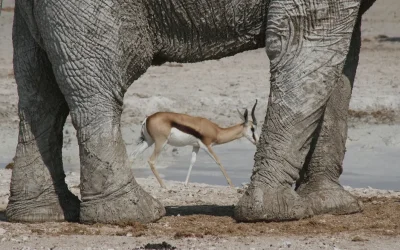 Where the Wild Things Are