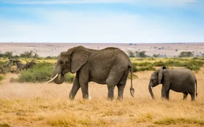 This World Environment Day: Stand Up for Africa’s Magnificent Creatures!