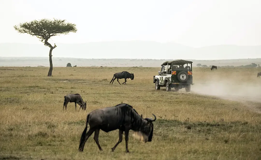 The Connection Between Humans, Non-Humans And The Environment